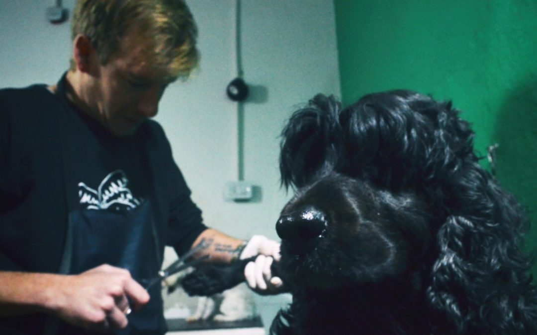 Una peluquería canina, el emprendimiento de la empatía en Pigüé